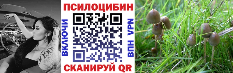 где купить наркоту  Шенкурск  блэк спрут ТОР  Псилоцибиновые грибы мицелий 
